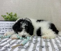 Brooks, a male Miniature Bernedoodle for sale in Greenwood, IN – Photo 2 of 7