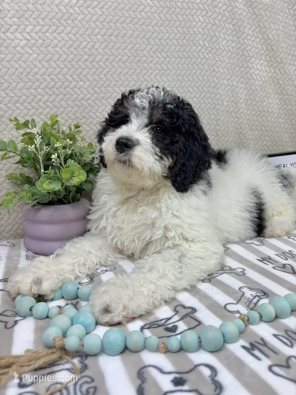 Brooks – Miniature Bernedoodle puppy for sale in Greenwood, IN