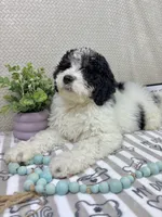 Brooks, a male Miniature Bernedoodle for sale in Greenwood, IN – Photo 1 of 7