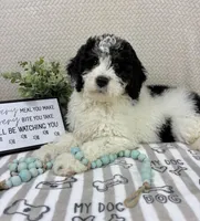 Brooks, a male Miniature Bernedoodle for sale in Greenwood, IN – Photo 4 of 7