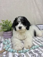 Brooks, a male Miniature Bernedoodle for sale in Greenwood, IN – Photo 5 of 7