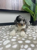 Bonnie, a female Miniature Bernedoodle for sale in Greenwood, IN – 3 of 7