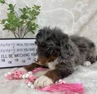 Briar, a female Miniature Bernedoodle for sale in Greenwood, IN – Photo 2 of 5