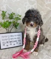 Briar, a female Miniature Bernedoodle for sale in Greenwood, IN – Photo 4 of 5