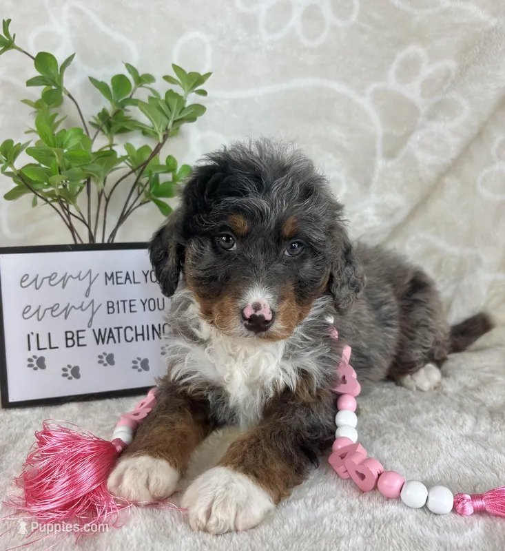 Briar, a female Miniature Bernedoodle for sale in Greenwood, IN – Photo 1 of 5