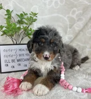 Briar, a female Miniature Bernedoodle for sale in Greenwood, IN – Photo 1 of 5