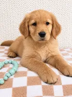 Oakley, a male Golden Retriever for sale in Franklin, IN – 2 of 3