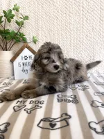 Aspen, a female Miniature Aussiedoodle for sale in Greenwood, IN – 2 of 5