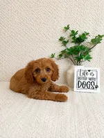 Murphy, a male Cavapoo for sale in Greenwood, IN – 6 of 6