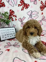 Maverick, a male Miniature Goldendoodle for sale in Greenwood, IN – Photo 6 of 8