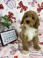 Maverick, a male Miniature Goldendoodle for sale in Greenwood, IN – Photo 1 of 8
