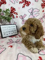 Maverick, a male Miniature Goldendoodle for sale in Greenwood, IN – Photo 5 of 8
