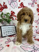 Maverick, a male Miniature Goldendoodle for sale in Greenwood, IN – Photo 4 of 8