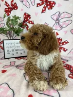 Maverick, a male Miniature Goldendoodle for sale in Greenwood, IN – Photo 8 of 8