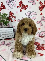 Maverick, a male Miniature Goldendoodle for sale in Greenwood, IN – Photo 7 of 8