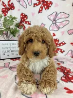 Maverick, a male Miniature Goldendoodle for sale in Greenwood, IN – Photo 3 of 8