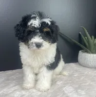  Brielle, a female Miniature Bernedoodle for sale in Greenwood, IN – 5 of 6