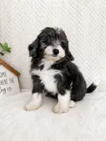 Avery, a female Miniature Aussiedoodle for sale in Greenwood, IN – 2 of 4