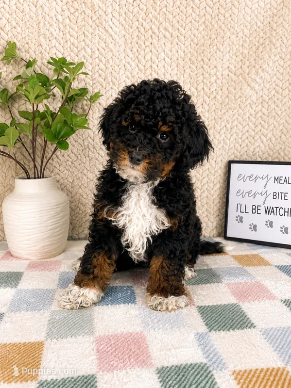 Bambi  – Miniature Bernedoodle puppy for sale in Greenwood, IN