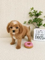 Mabel, a female Cavapoo for sale in Greenwood, IN – 2 of 4