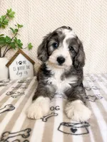 Alfie, a male Miniature Aussiedoodle for sale in Greenwood, IN – 2 of 5