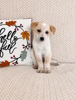 Hattie, a male Australian Cattle Dog for sale in Indianapolis, IN – 4 of 4