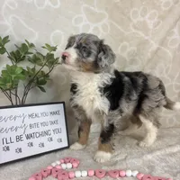 Brielle, a female Miniature Bernedoodle for sale in Greenwood, IN – Photo 3 of 7