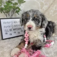 Brielle, a female Miniature Bernedoodle for sale in Greenwood, IN – Photo 4 of 7