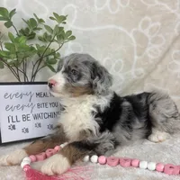 Brielle, a female Miniature Bernedoodle for sale in Greenwood, IN – Photo 6 of 7