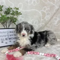 Brielle, a female Miniature Bernedoodle for sale in Greenwood, IN – Photo 2 of 7