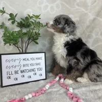 Brielle, a female Miniature Bernedoodle for sale in Greenwood, IN – Photo 7 of 7