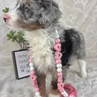 Brielle, a female Miniature Bernedoodle for sale in Greenwood, IN – Photo 5 of 7