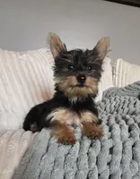 Lola, a female Yorkshire Terrier for sale in Greenwood, IN – Photo 2 of 5