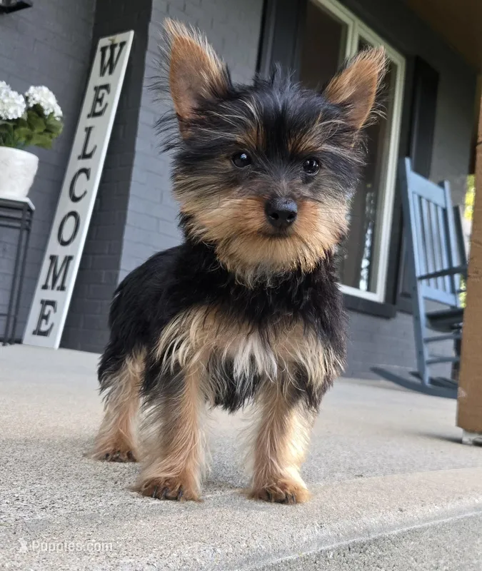 Lola – Yorkshire Terrier puppy for sale in Greenwood, IN