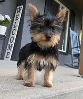 Lola, a female Yorkshire Terrier for sale in Greenwood, IN – Photo 1 of 5