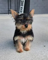 Lola, a female Yorkshire Terrier for sale in Greenwood, IN – Photo 3 of 5