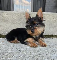 Lola, a female Yorkshire Terrier for sale in Greenwood, IN – Photo 5 of 5