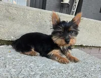 Lola, a female Yorkshire Terrier for sale in Greenwood, IN – Photo 4 of 5