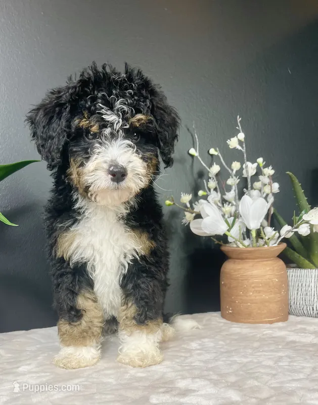 Birdie – Miniature Bernedoodle puppy for sale in Greenwood, IN