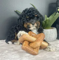 Bambi , a female Miniature Bernedoodle for sale in Greenwood, IN – 2 of 5