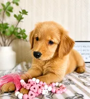 Gemma, a female Golden Retriever for sale in Greenwood, IN – 3 of 3