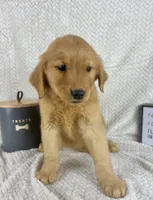 Ruby, a female Golden Retriever for sale in Greenwood, IN – 2 of 6