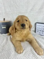 Ruby, a female Golden Retriever for sale in Greenwood, IN – 5 of 6