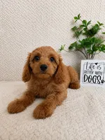 Murphy, a male Cavapoo for sale in Greenwood, IN – 5 of 6