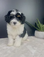  Brielle, a female Miniature Bernedoodle for sale in Greenwood, IN – 4 of 6