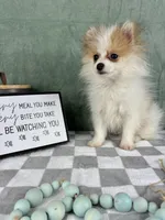 Scooby, a male Pomeranian for sale in Greenwood, IN – Photo 7 of 7