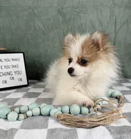 Scooby, a male Pomeranian for sale in Greenwood, IN – Photo 1 of 7