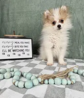 Scooby, a male Pomeranian for sale in Greenwood, IN – Photo 3 of 7