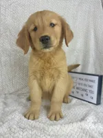 Ranger, a male Golden Retriever for sale in Greenwood, IN – 1 of 5
