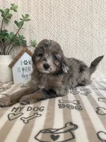 Aspen, a female Miniature Aussiedoodle for sale in Greenwood, IN – 3 of 5